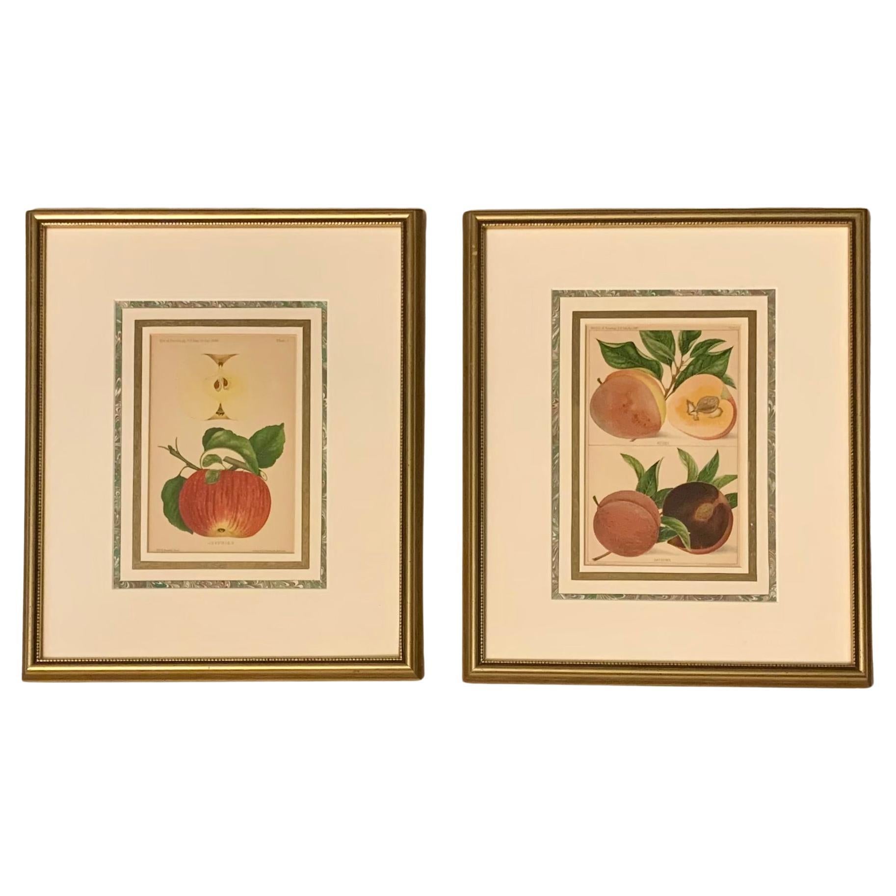 Pair Antique Wm. H. Prestele Pomological Apple and Peaches Prints, 1887-1888