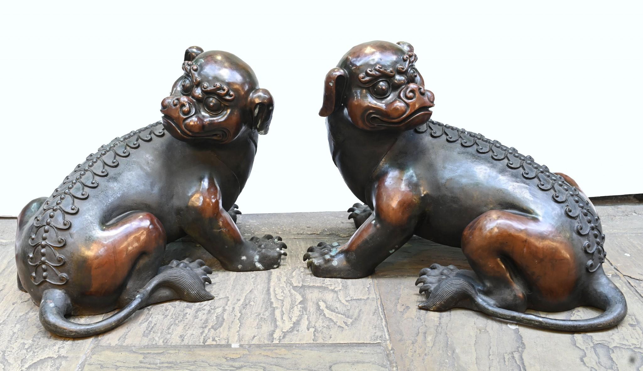 Gorgeous pair of bronze Chinese foo dogs
Great look to this pair which are a perfect left and right
Circa 1920 with a great patina to the bronze
Of course being bronze these can live outside with no fear of rusting
Antique foo dogs, also known as