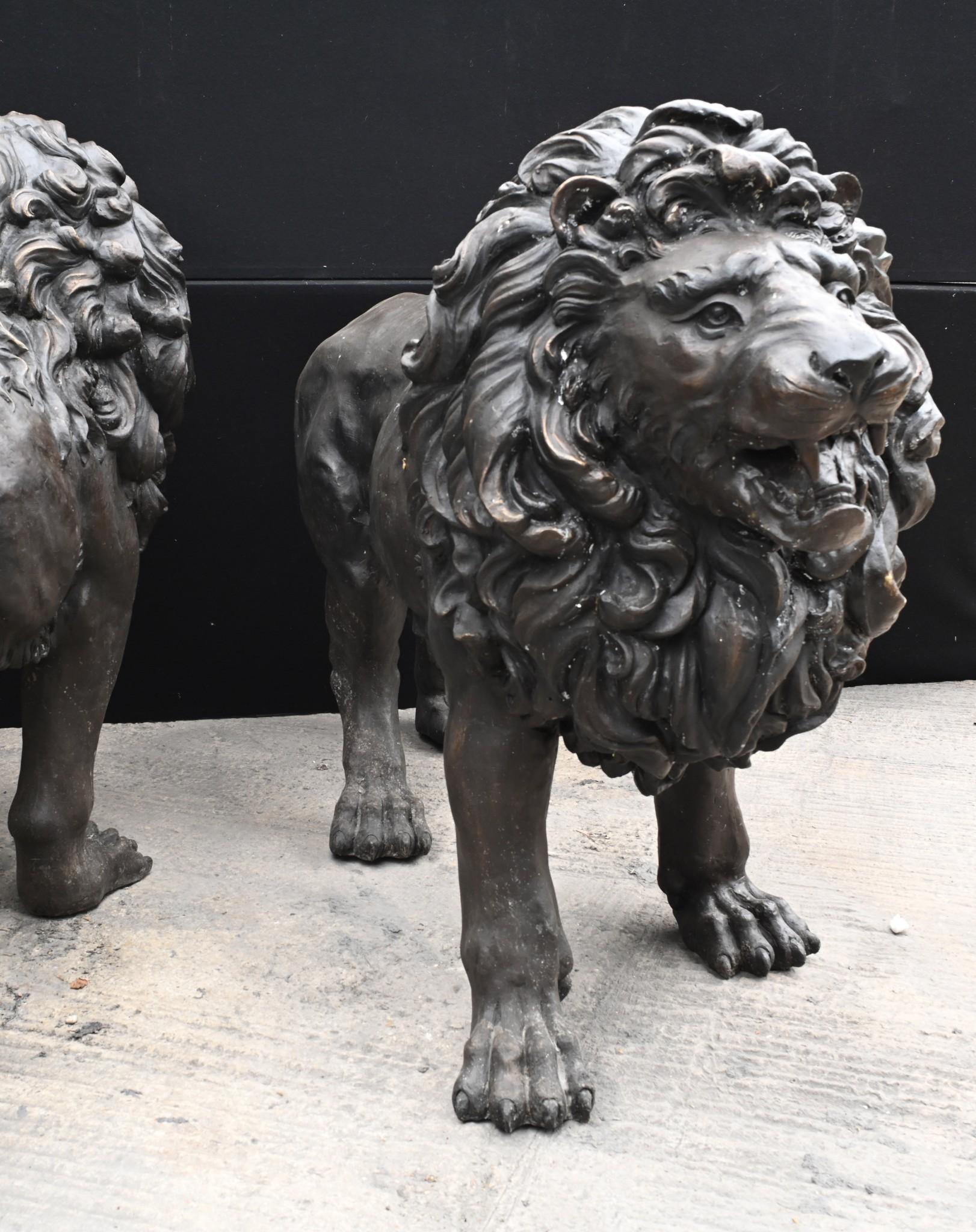 Absolutely stunning pair of giant bronze lions
Measures: 6.5 feet - 198cm - head to toe so monumental
Amazing patina and the artist really has captured the beauty to the beasts with the rending of their muscletone and manes
These would work as a