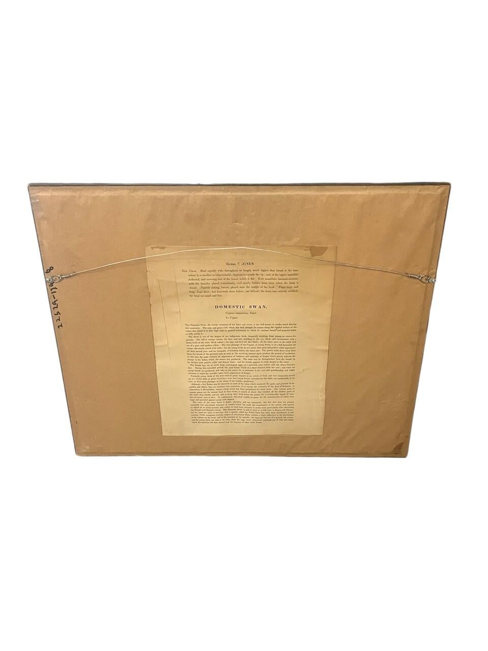 Paar original gestochene Lithos von Edar Lear aus den 1830er Jahren Schwäne im Angebot 2