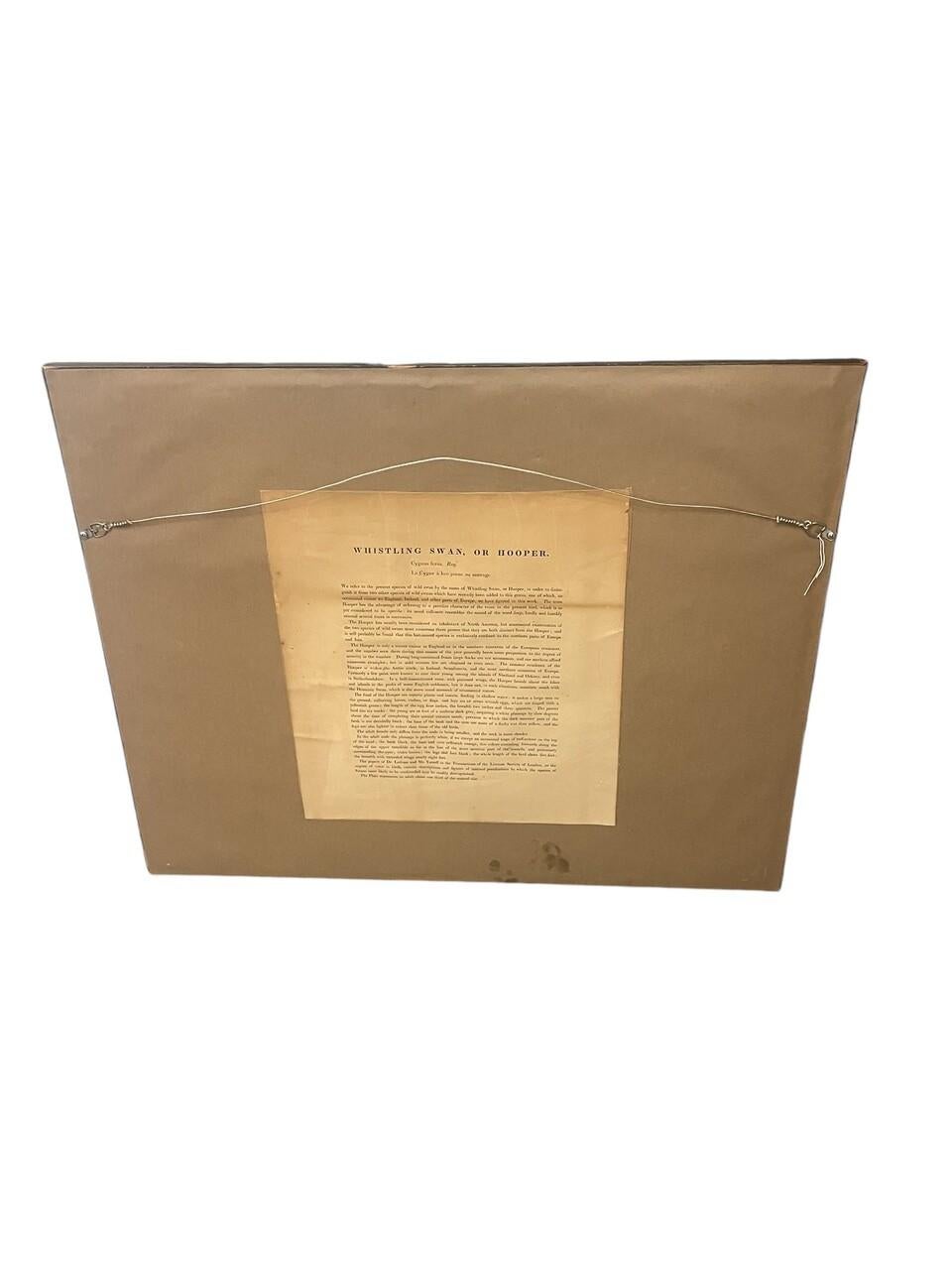 Paar original gestochene Lithos von Edar Lear aus den 1830er Jahren Schwäne im Angebot 3