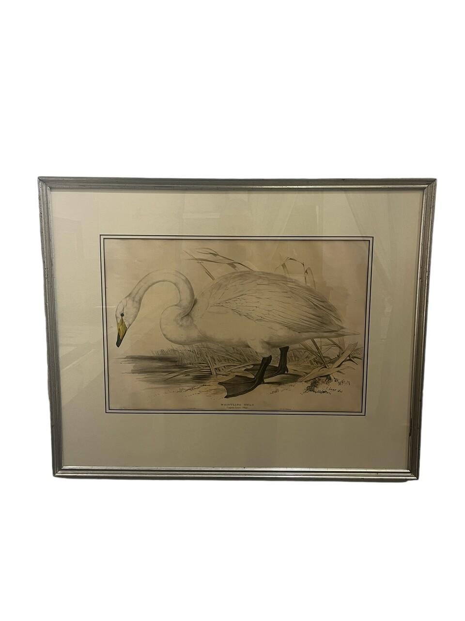 Paar ca. 1830's Original gestochene Lithos von Edar Lear Schwäne aus 