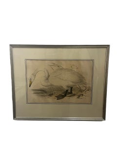 Paire de lithographies originales gravées des années 1830 par Edar Lear Swans