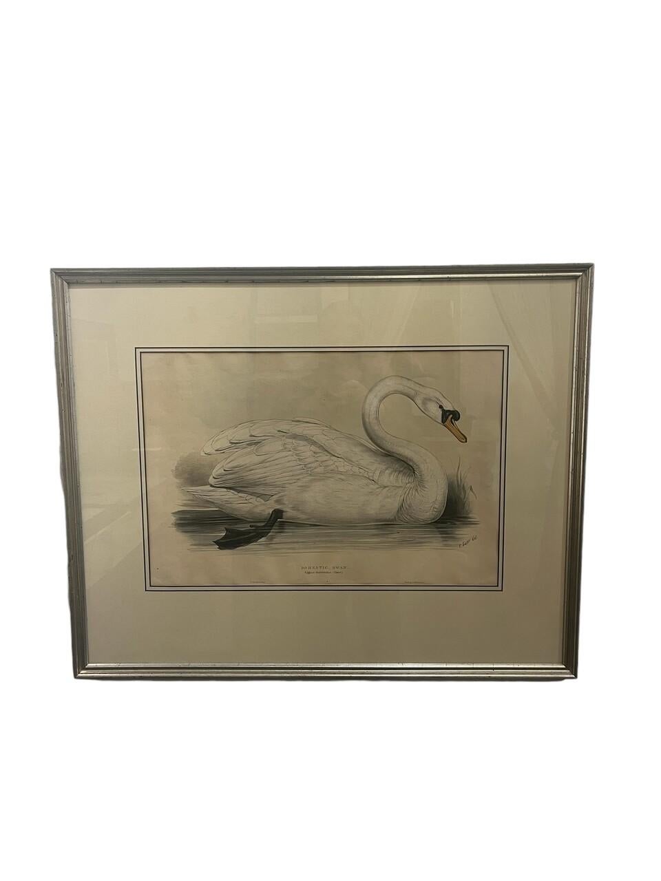 Paar original gestochene Lithos von Edar Lear aus den 1830er Jahren Schwäne (Sonstiges) im Angebot