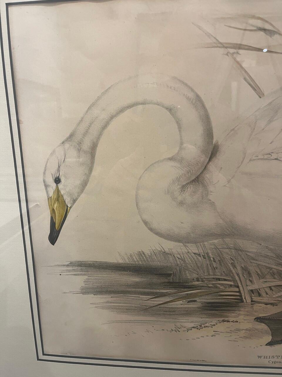 Paar original gestochene Lithos von Edar Lear aus den 1830er Jahren Schwäne (Unbekannt) im Angebot