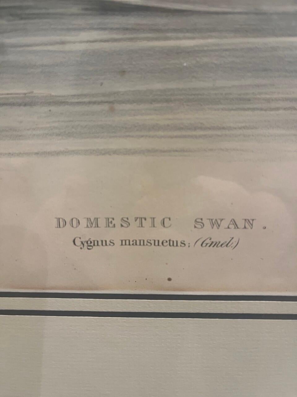 Paar original gestochene Lithos von Edar Lear aus den 1830er Jahren Schwäne im Zustand „Gut“ im Angebot in Houston, TX