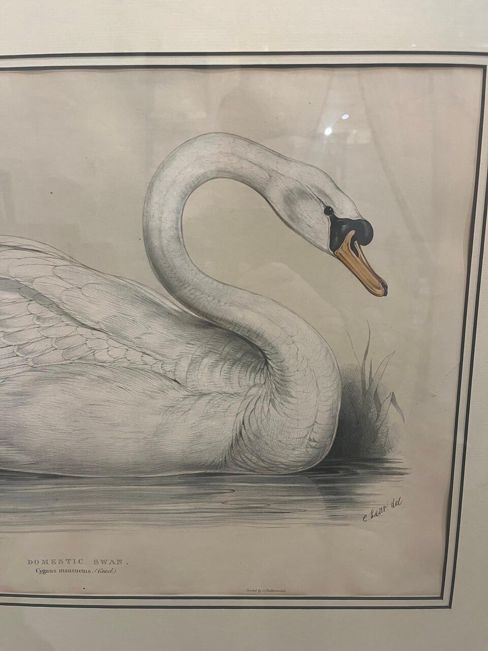 Paar original gestochene Lithos von Edar Lear aus den 1830er Jahren Schwäne (Papier) im Angebot