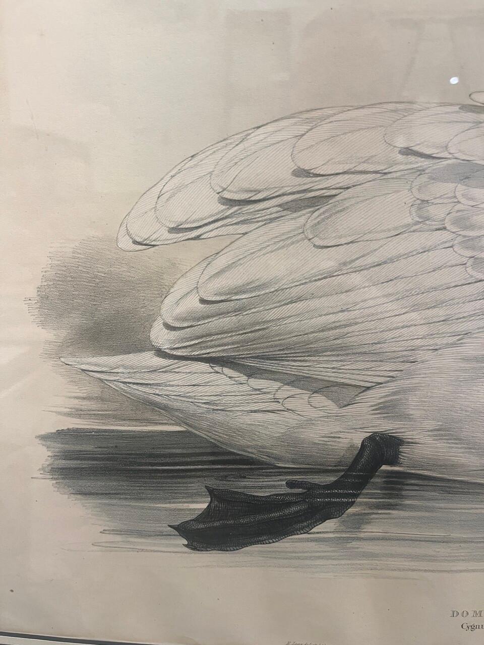 Paar original gestochene Lithos von Edar Lear aus den 1830er Jahren Schwäne im Angebot 1