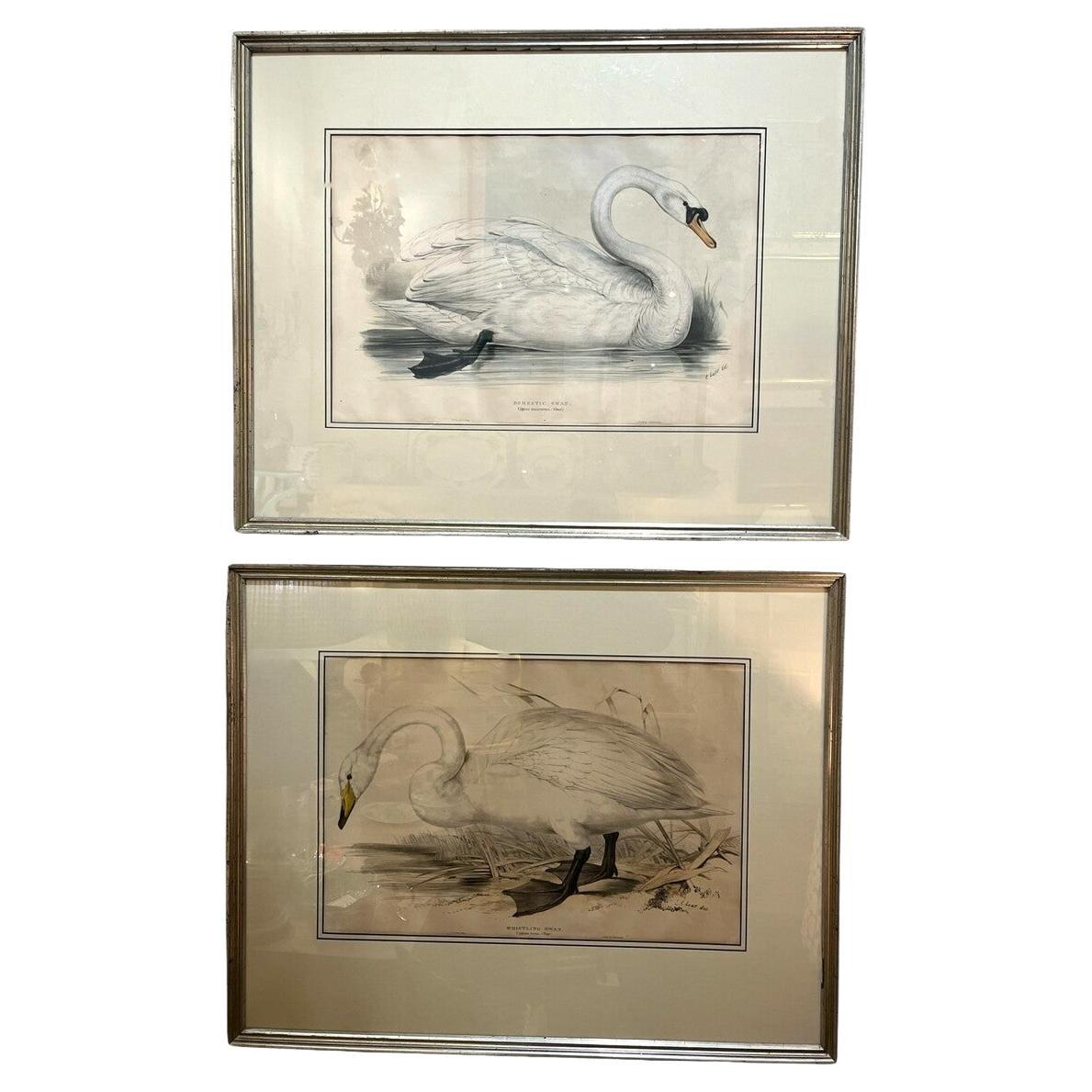 Paire de lithographies originales gravées des années 1830 par Edar Lear Swans