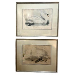 Paar original gestochene Lithos von Edar Lear aus den 1830er Jahren Schwäne