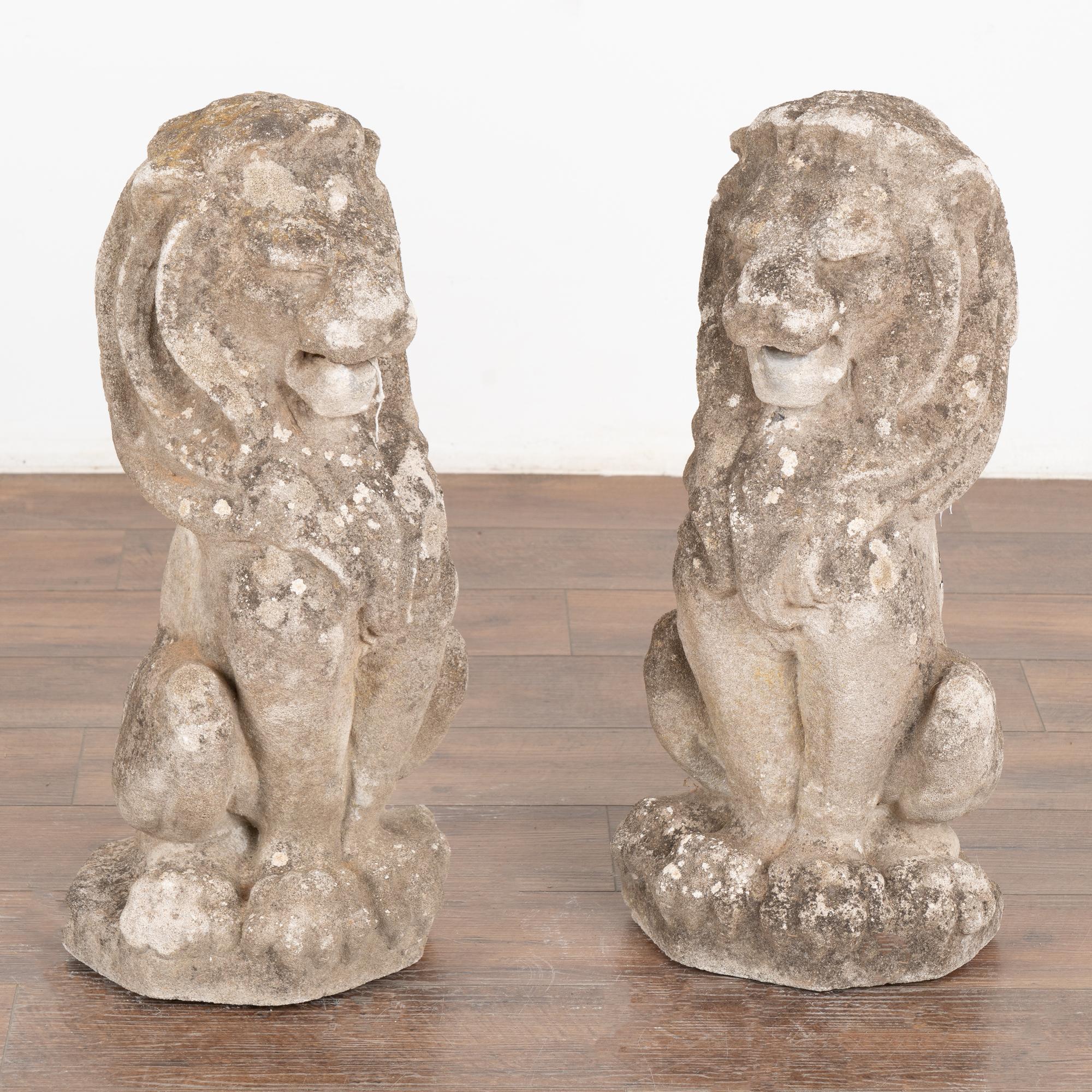 Pair, early 20th century French lion statues carved in limestone. Male lions with handsome mane are in sitting position.
The aged patina including distress to finish, wear, old lichen/stains, pitting all reflect generations of sitting outside in the