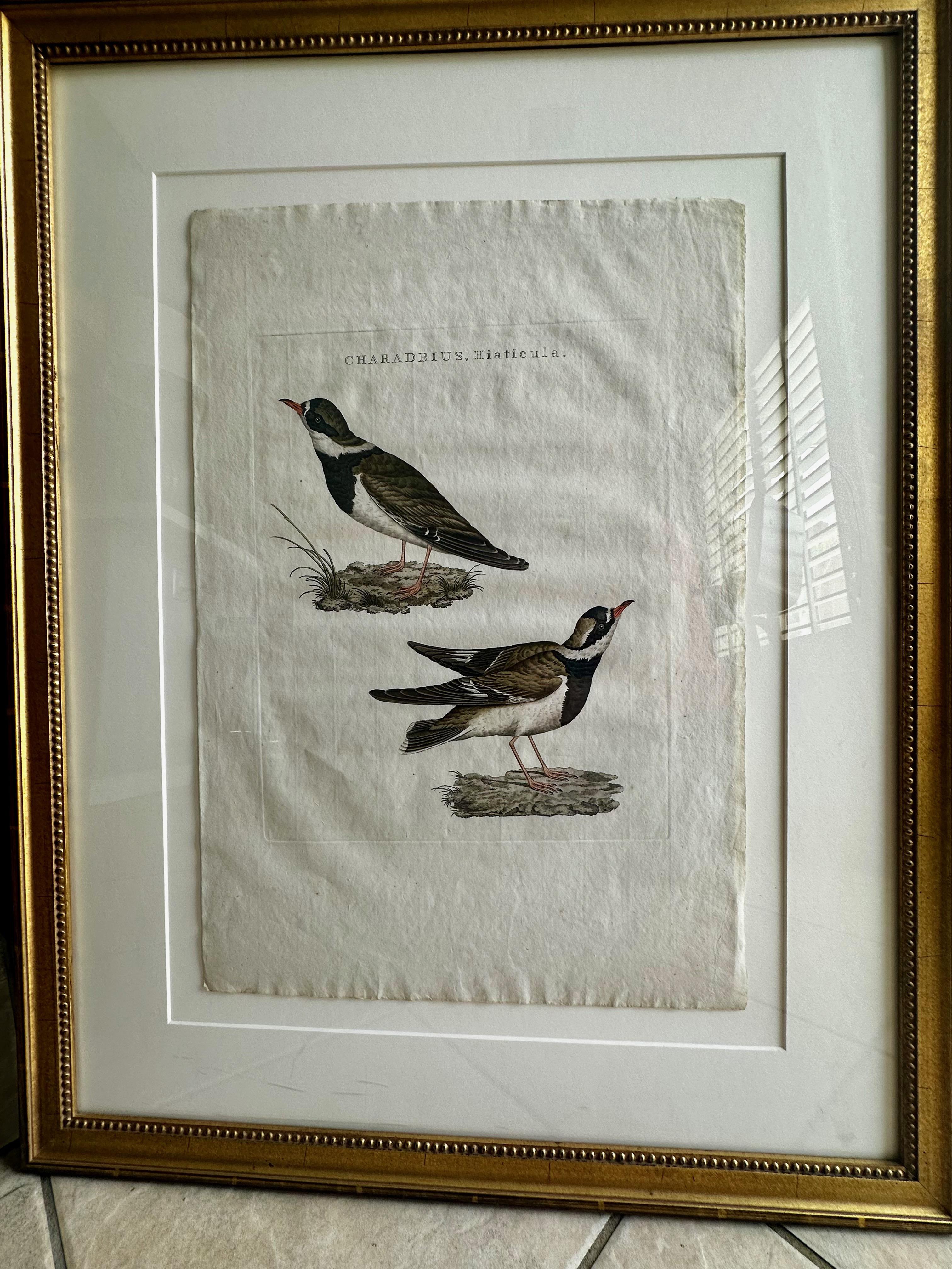 Framed large folio sized hand colored copper plate engraving of a bird titled: Charadrius, Hiaticule, on hand made laid linen rag. A collaborative work by Cornelius Nozeman, Christian Sepp, Martyn Houttyn, and completed by Janus Sepp. Published over