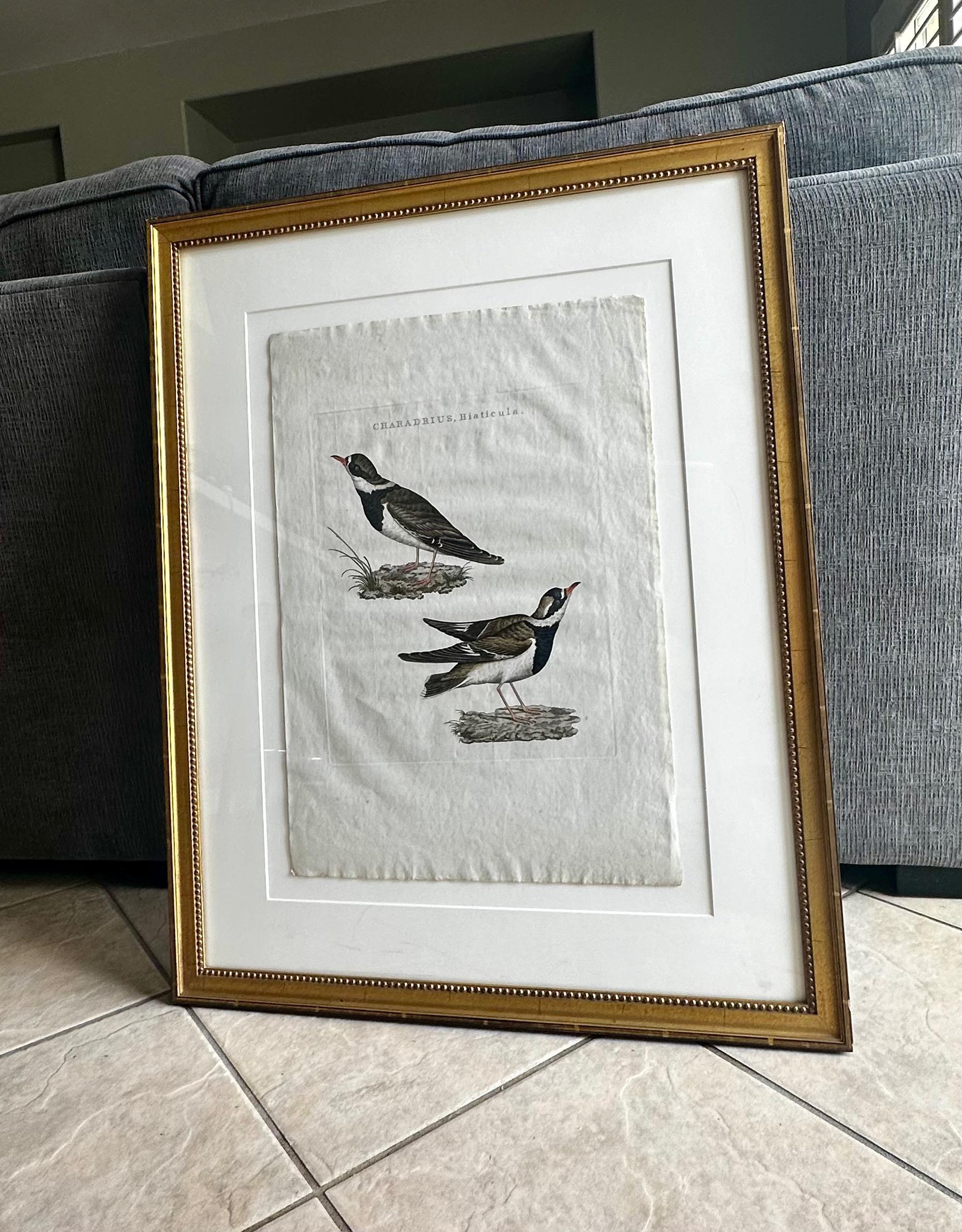 18th Century Netherlands Nozeman Colored Bird Engraving Charadrius In Good Condition For Sale In Palm Springs, CA