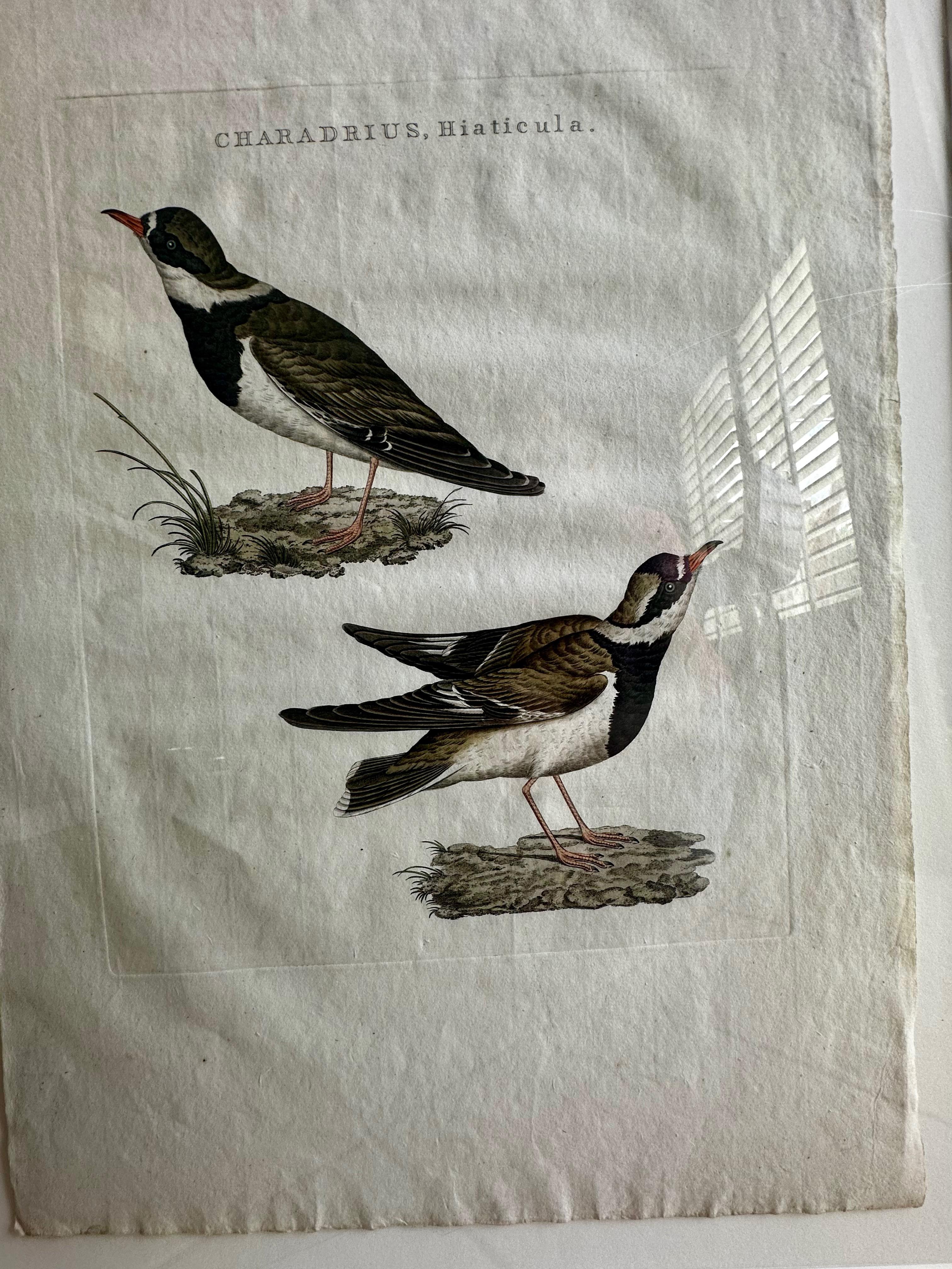 18th Century Netherlands Nozeman Colored Bird Engraving Charadrius For Sale 1