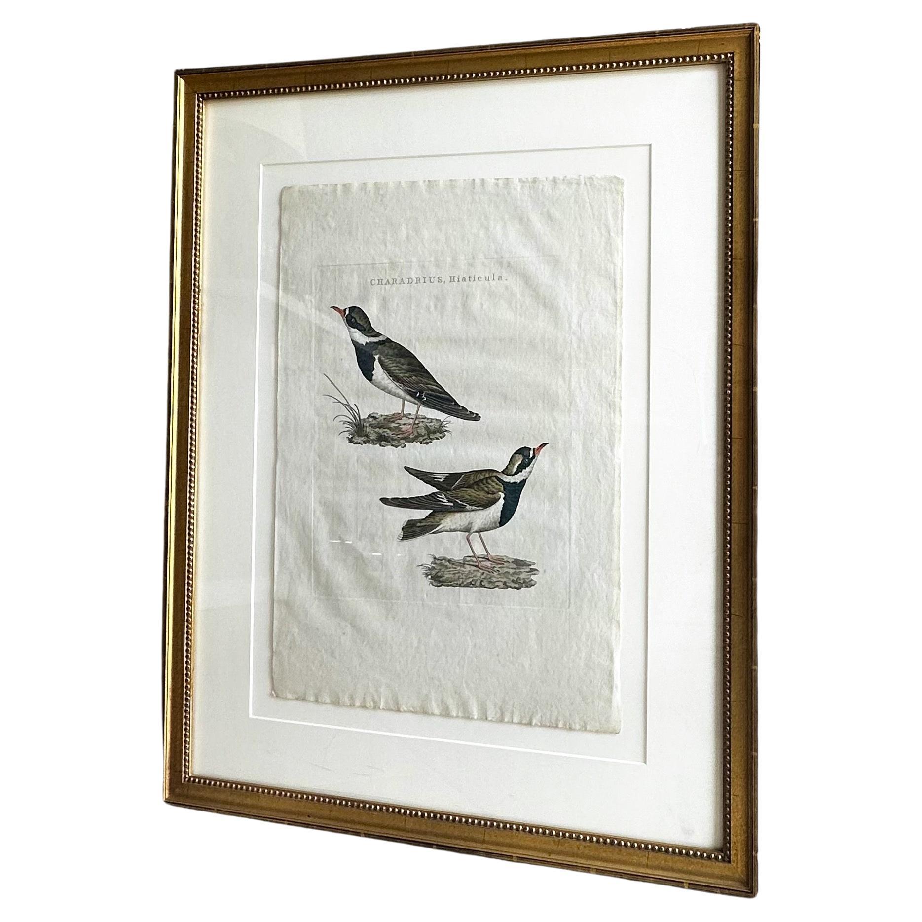 18th Century Netherlands Nozeman Colored Bird Engraving Charadrius For Sale