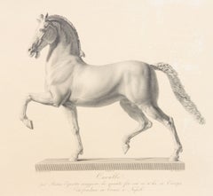 Pair Early 19th Century Italian Engravings Arabian Horses