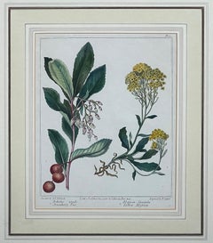 Pair English Early 19th Century Framed Botanical Engravings