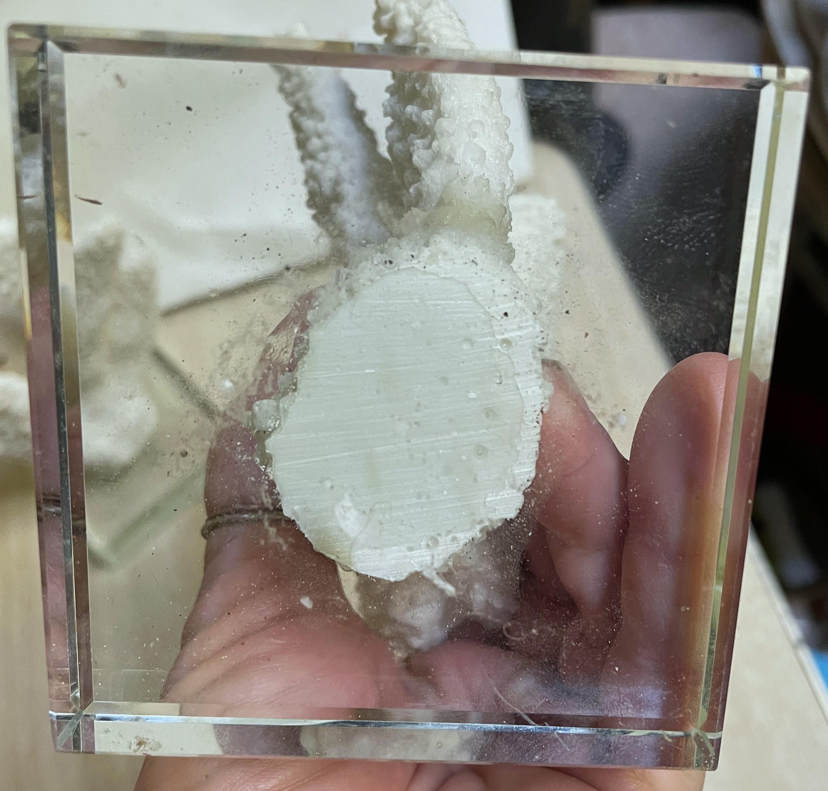 Paire d'objets décoratifs en faux corail blanc à doigt épais monté sur verre en vente 6