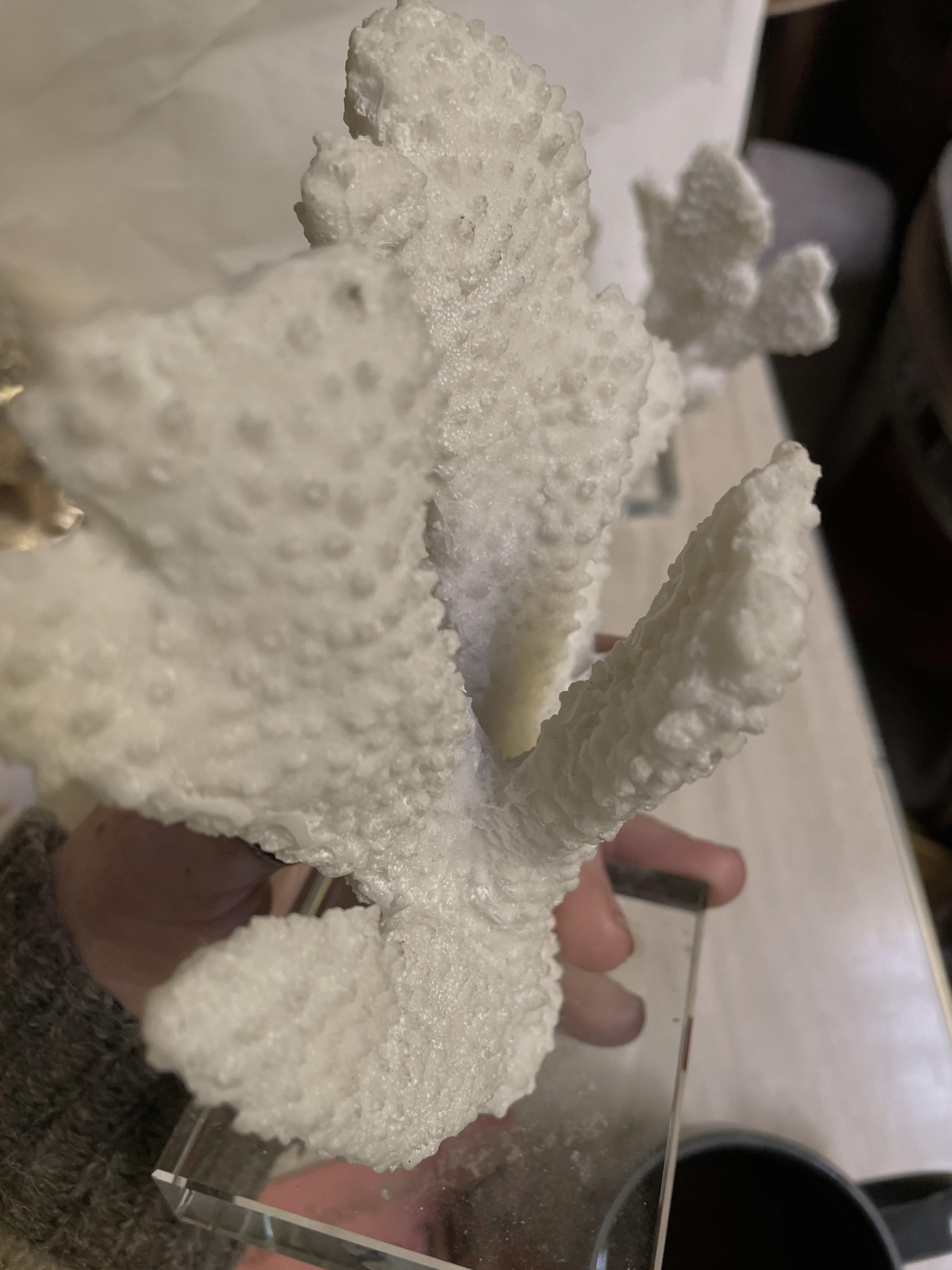 Paire d'objets décoratifs en faux corail blanc à doigt épais monté sur verre en vente 2