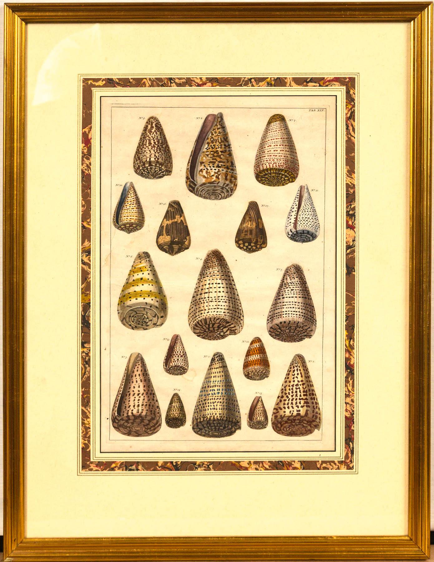 Pair of Framed Hand-Colored Lithographs of Shell Species, 19th Century 5