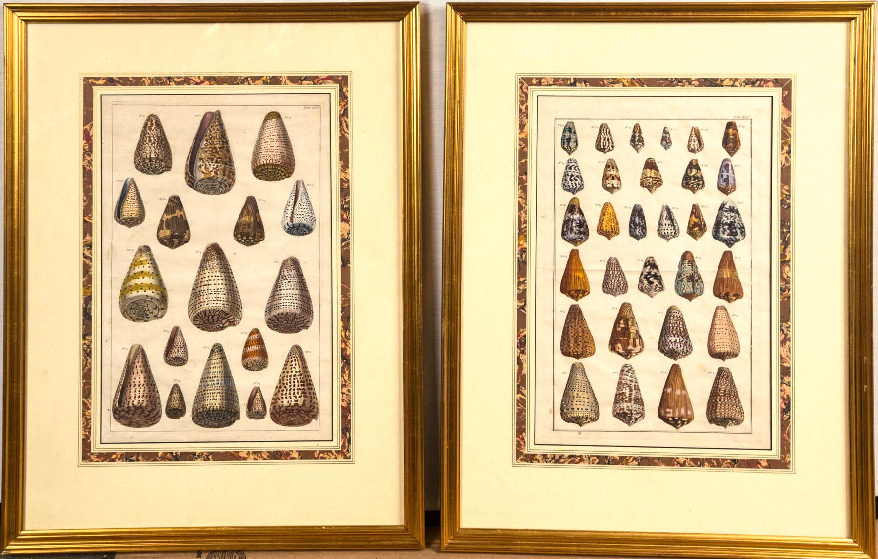 Pair of framed hand-colored lithographs of shell species, 19th century. Wonderful, colorful images. Some minor creases and staining typical of antique prints. Professionally framed, French mat with marble paper border.