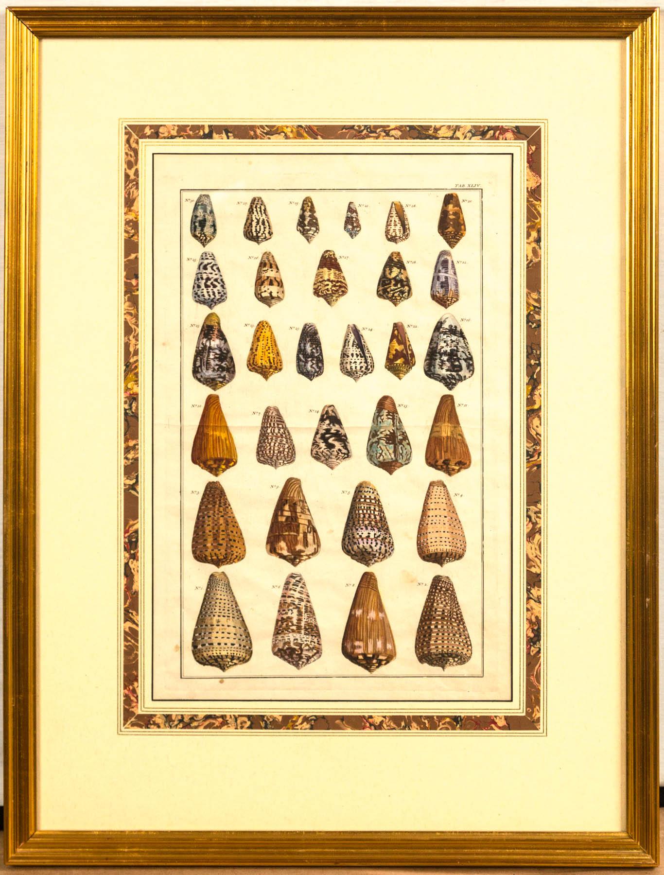 Pair of Framed Hand-Colored Lithographs of Shell Species, 19th Century In Good Condition In Chappaqua, NY