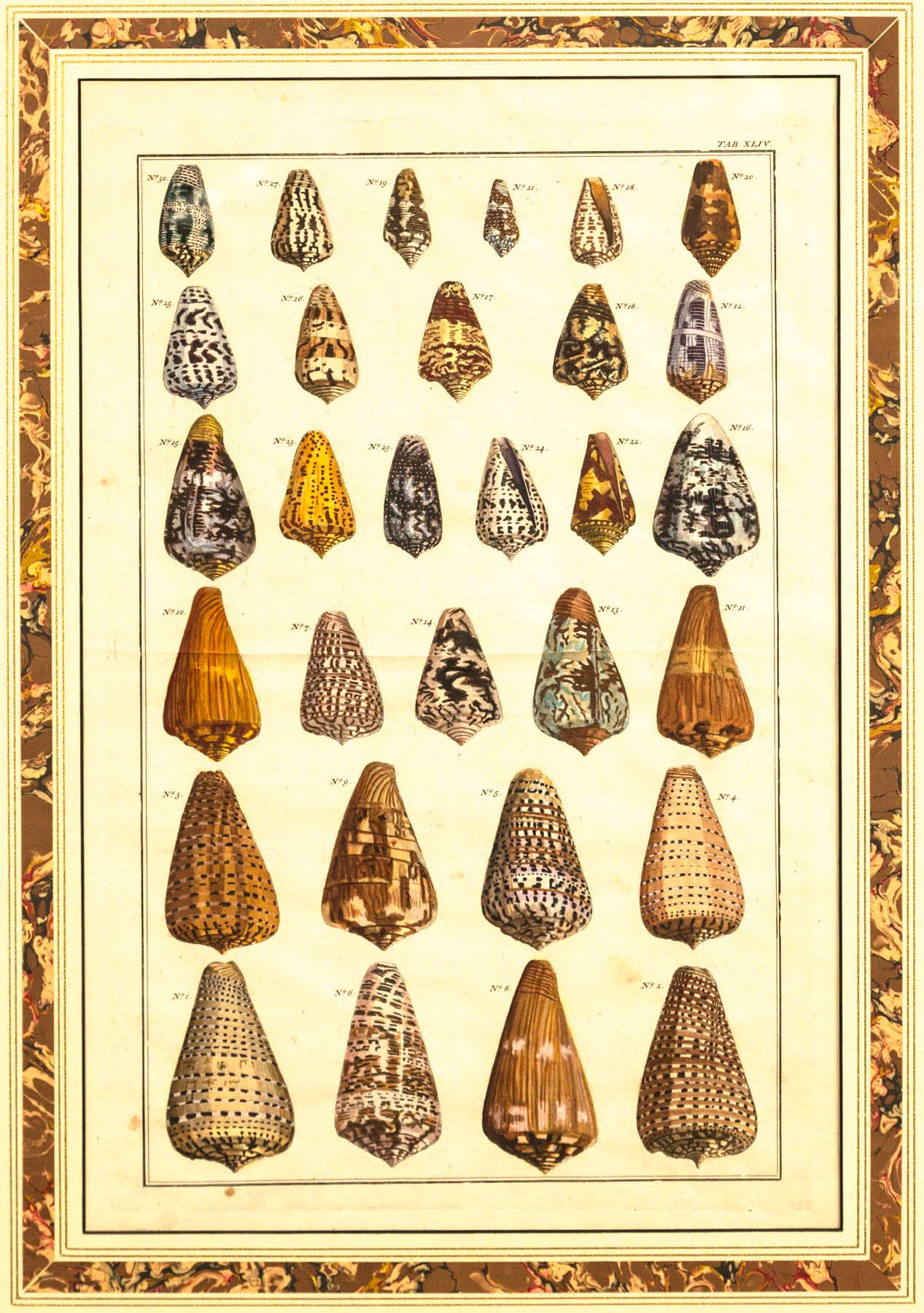 Paper Pair of Framed Hand-Colored Lithographs of Shell Species, 19th Century