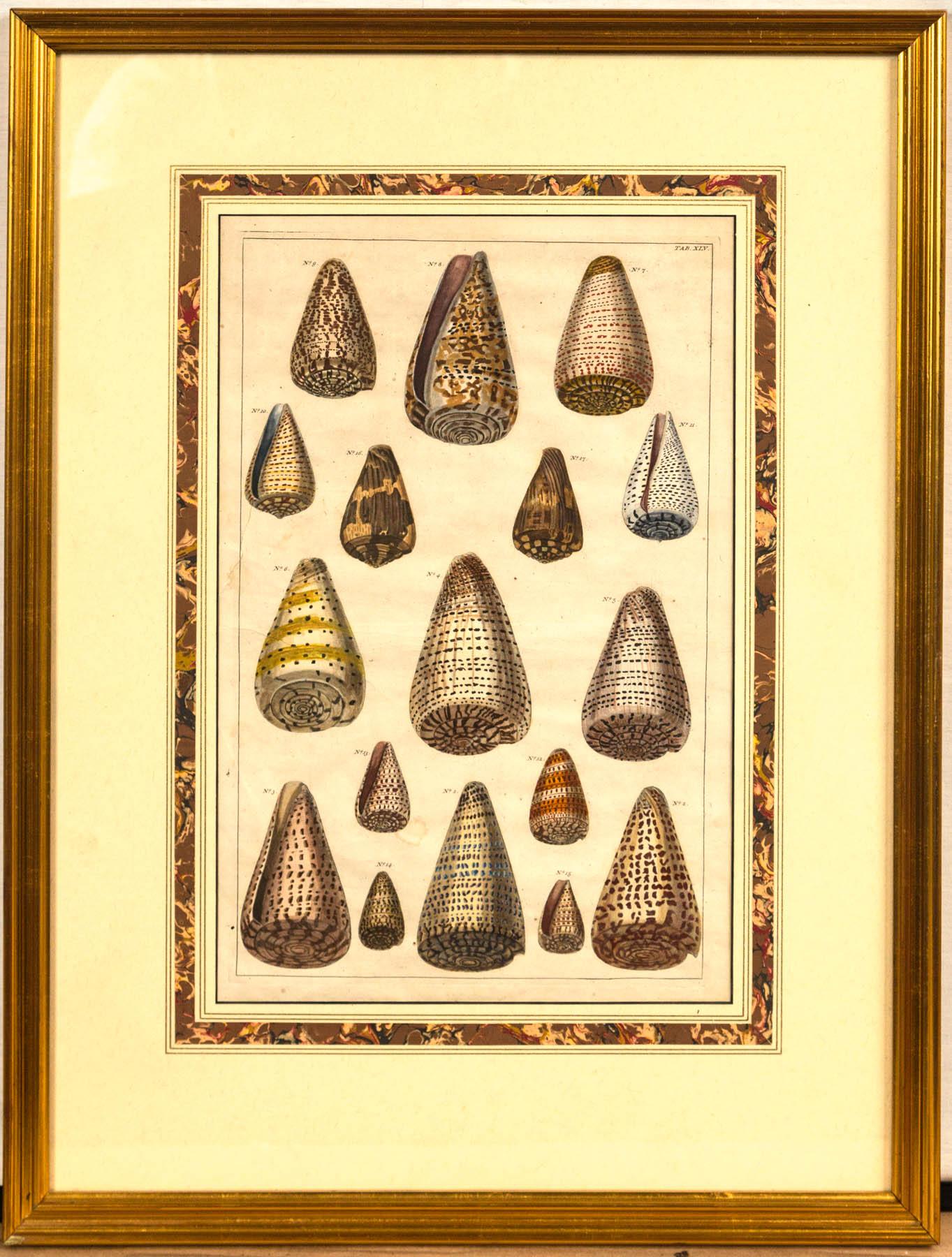 Pair of Framed Hand-Colored Lithographs of Shell Species, 19th Century 3