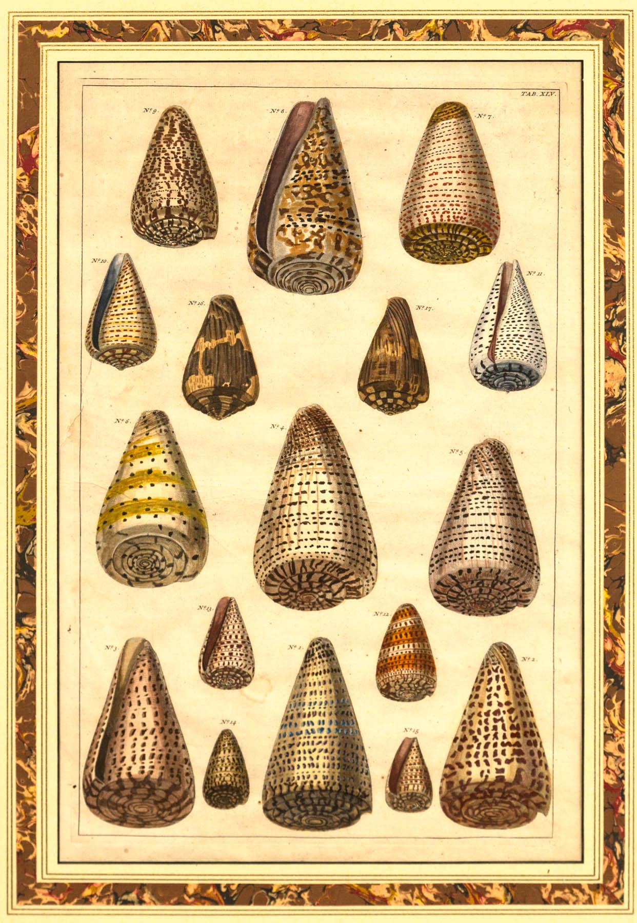 Pair of Framed Hand-Colored Lithographs of Shell Species, 19th Century 4