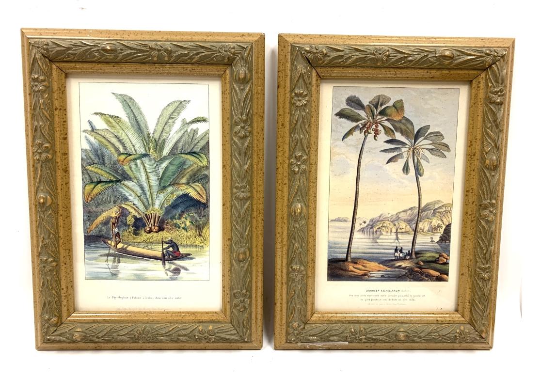 Pair Horto Van Houtteano Polynesian Framed Botanical Prints 4