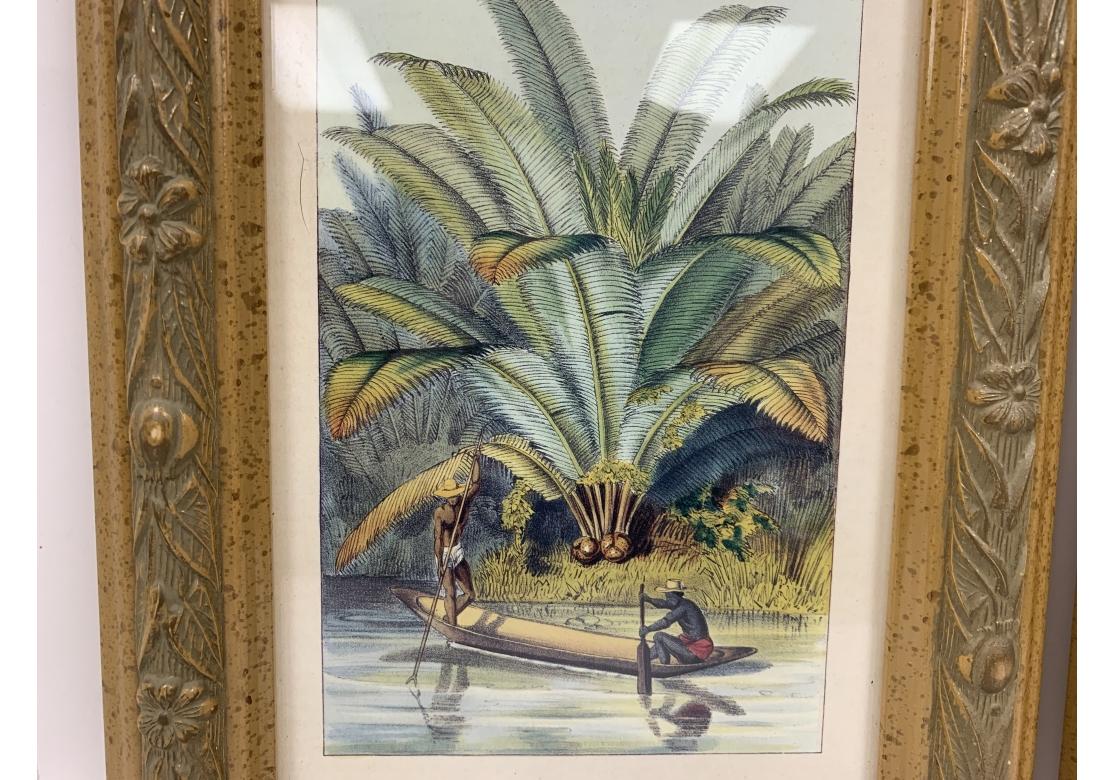 Pair Horto Van Houtteano Polynesian Framed Botanical Prints 5