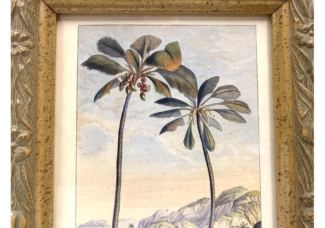 Pair of Horto Van Houtteano naturalist botanical prints with figural landscapes and palm trees. The prints exhibit fine color and subject from the Age of Travel. Presented in faux paint decorated carved frames with glass cover.

Dimensions: 
Sight: