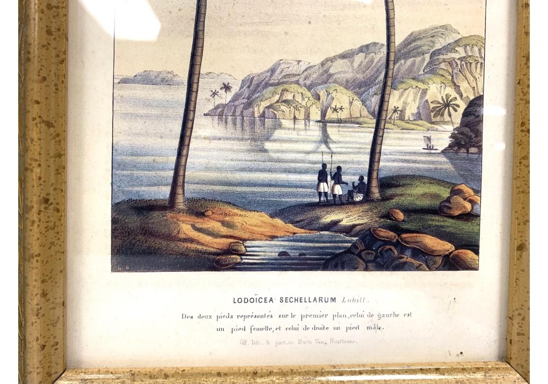 Pair Horto Van Houtteano Polynesian Framed Botanical Prints In Fair Condition In Bridgeport, CT