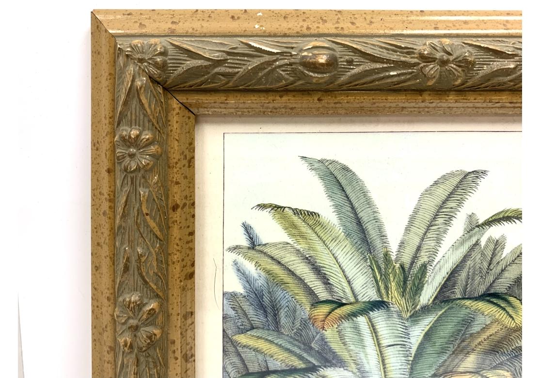 20th Century Pair Horto Van Houtteano Polynesian Framed Botanical Prints