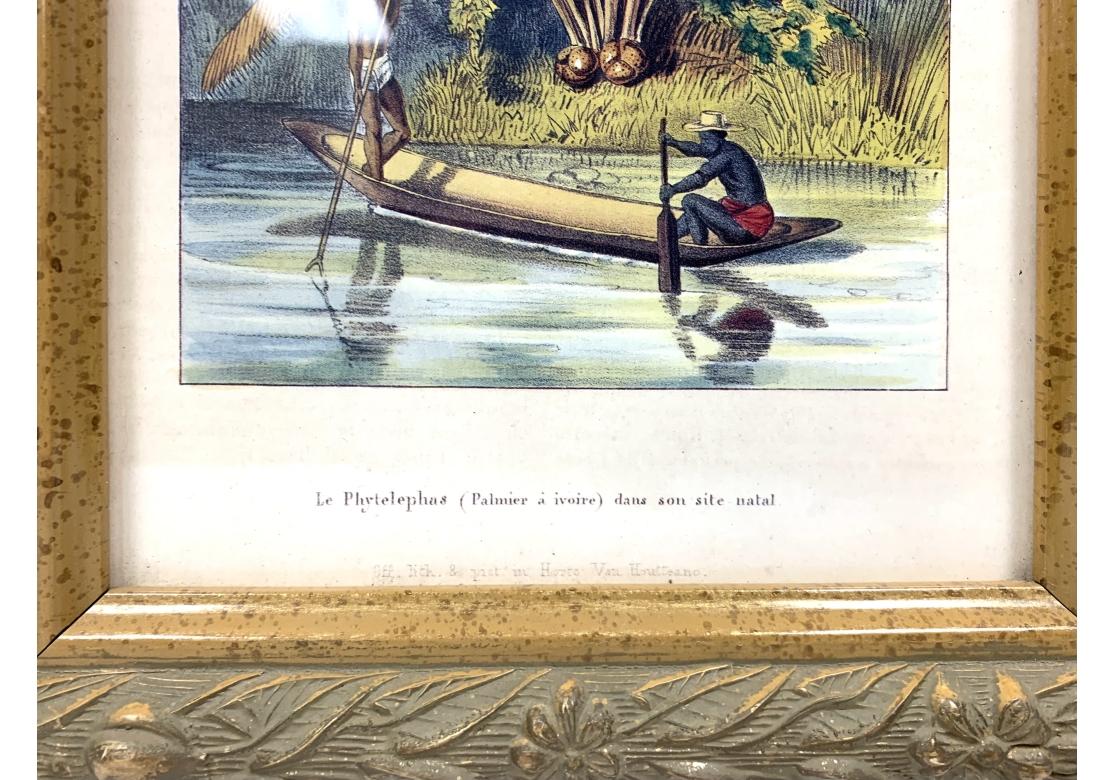 Pair Horto Van Houtteano Polynesian Framed Botanical Prints 1