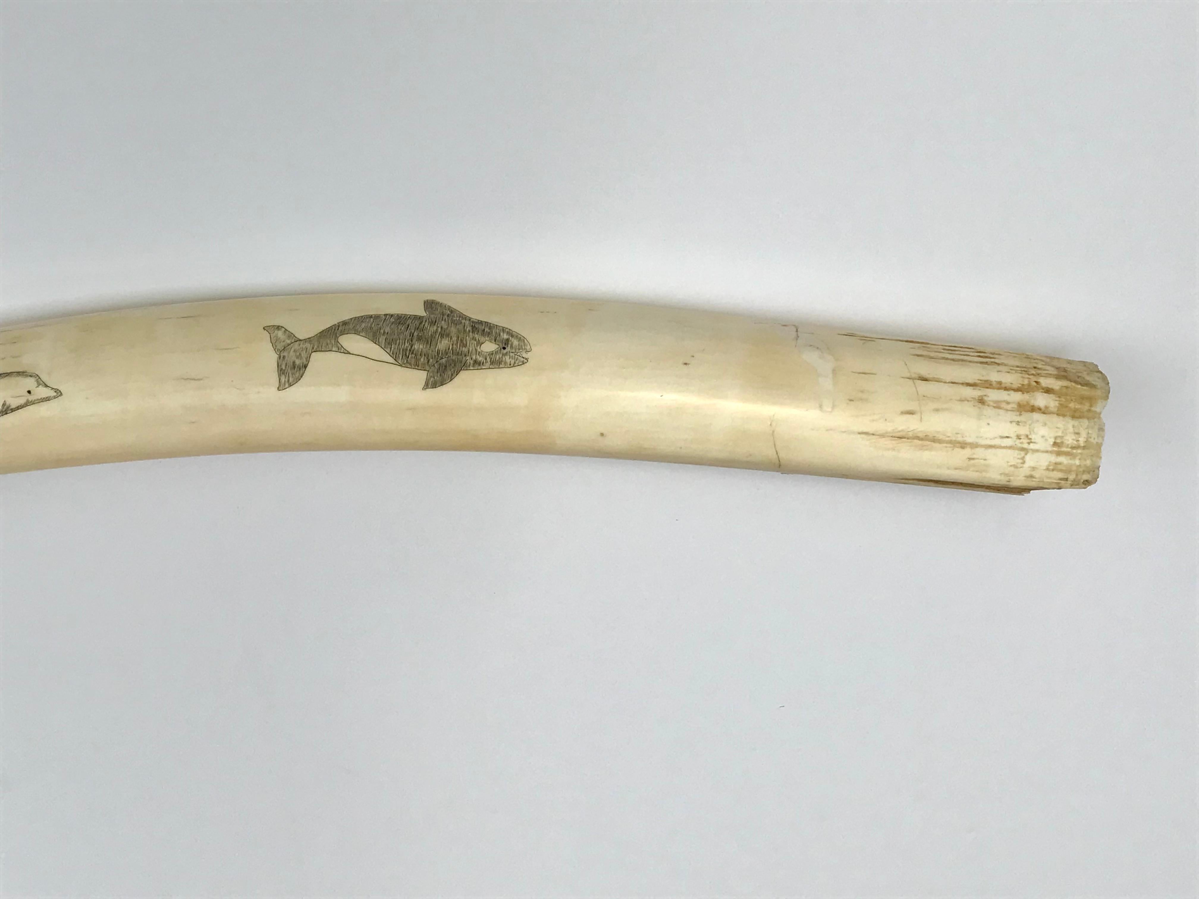 Pair Inuit Seal and Whale Scrimshaw Walrus Ivory Tusks For Sale 2