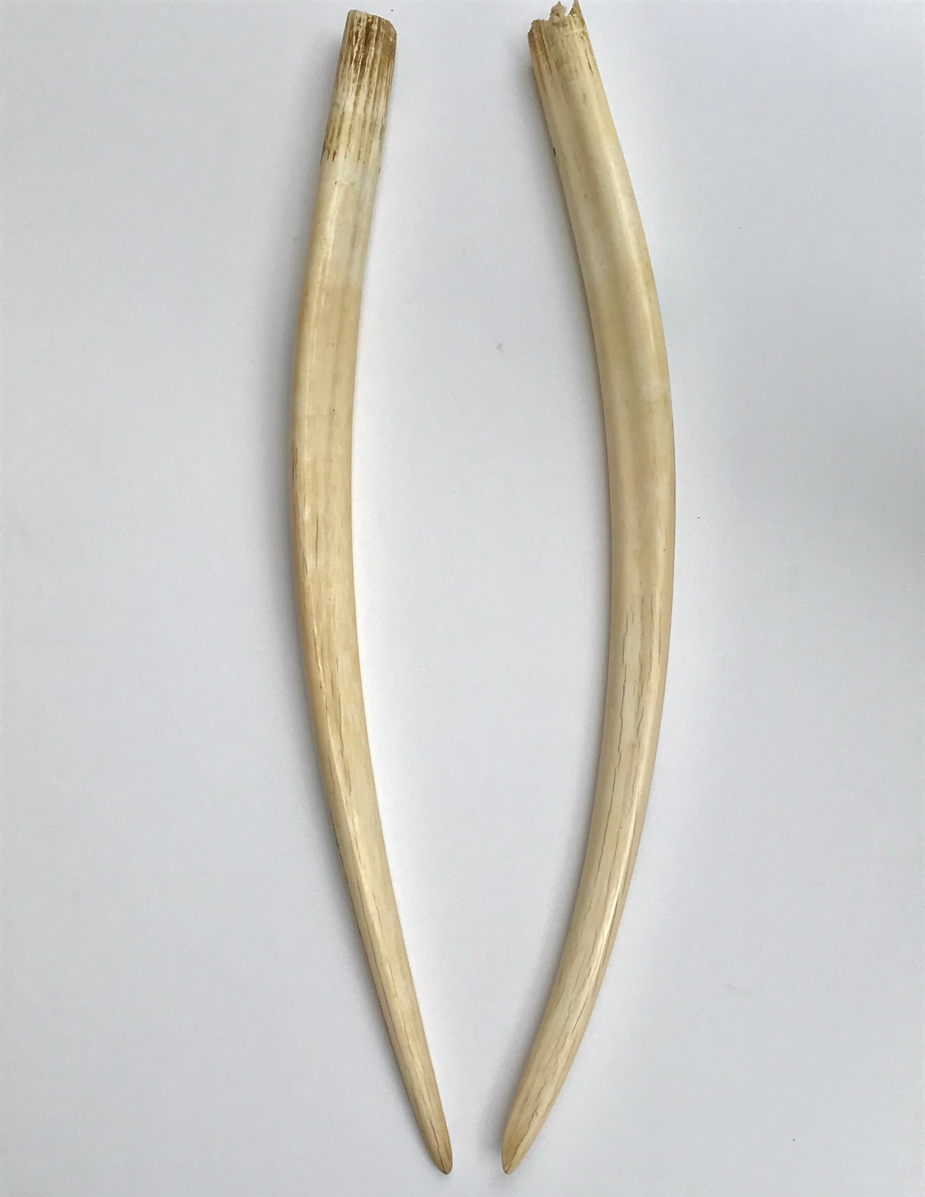 A pair of antique Alaskan walrus tusks with scrimshaw decoration, one with three different whales the other with three different seals.

Alaska, United States

Length:  29.5 Inches.

Condition: Some wear and abrasions.

