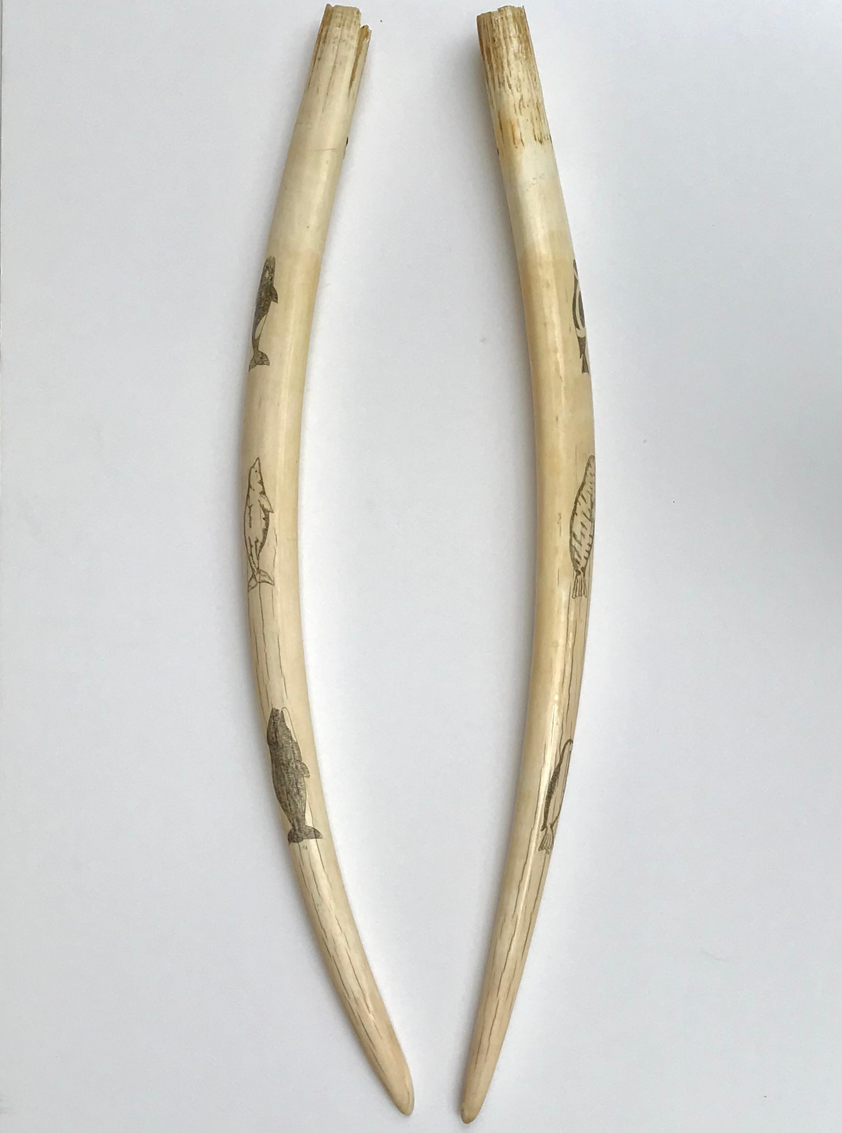 Tribal Pair Inuit Seal and Whale Scrimshaw Walrus Ivory Tusks For Sale