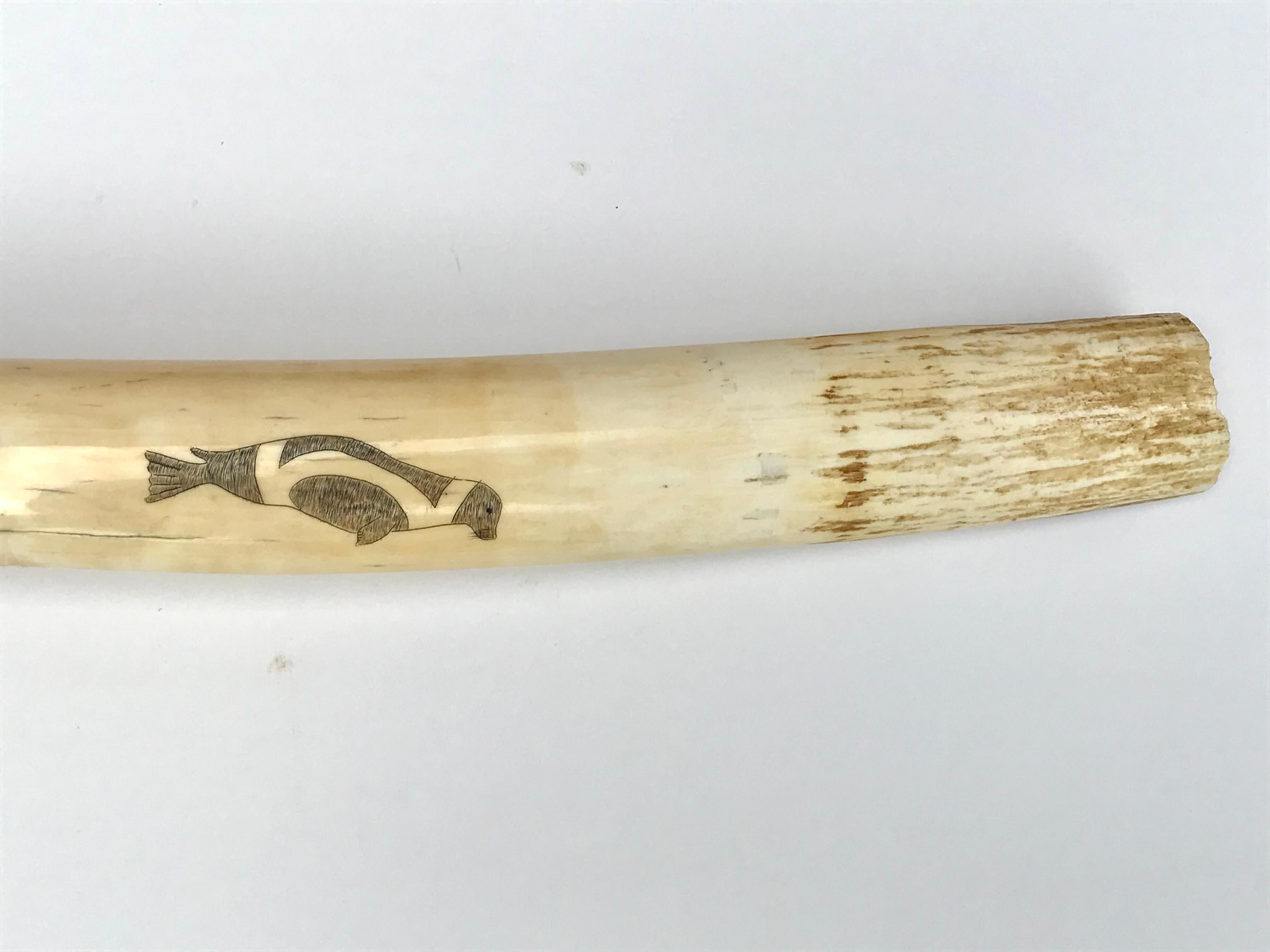American Pair Inuit Seal and Whale Scrimshaw Walrus Ivory Tusks For Sale