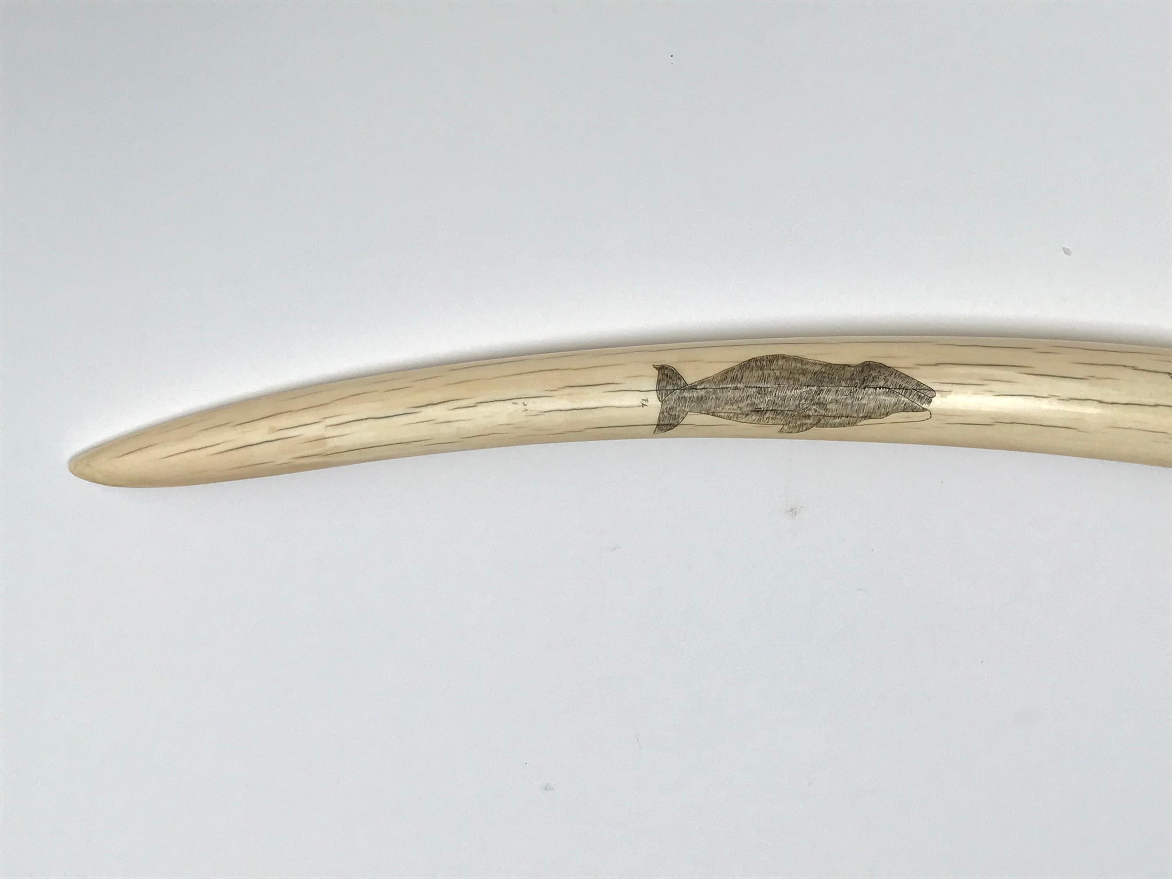 Pair Inuit Seal and Whale Scrimshaw Walrus Ivory Tusks For Sale 1