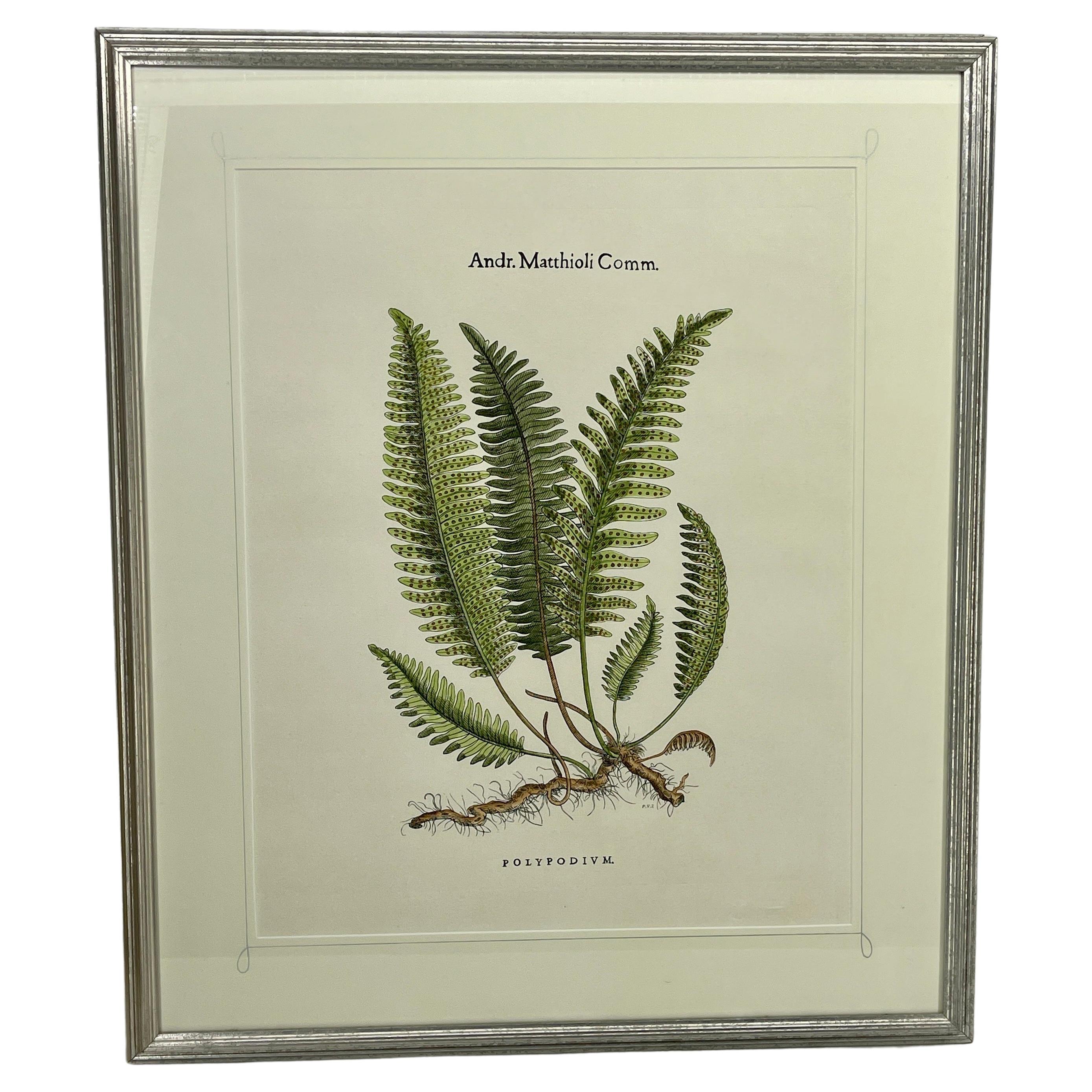 A Large Pair of Hand-Colored Botanical Fern Prints with Makers Stamp, Italy 1960's

Custom framed set from Andr. Matthioli that are presented in classic silver leaf frames. A heightened level of elegance and extravagance has been be added to these