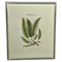 Pair Italian of Hand-Colored Botanical Fern Prints Silver Leaf Frames