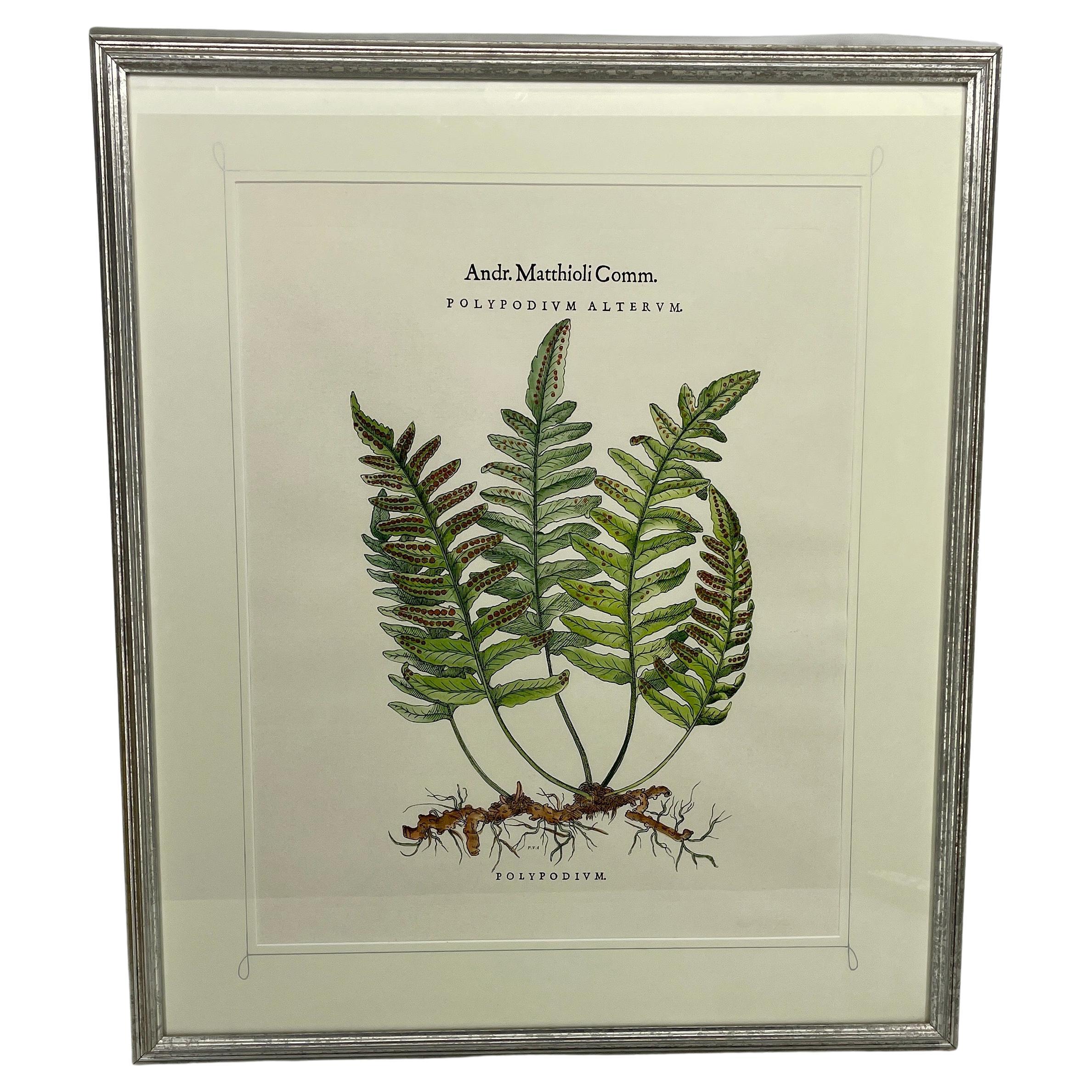 fern botanical prints