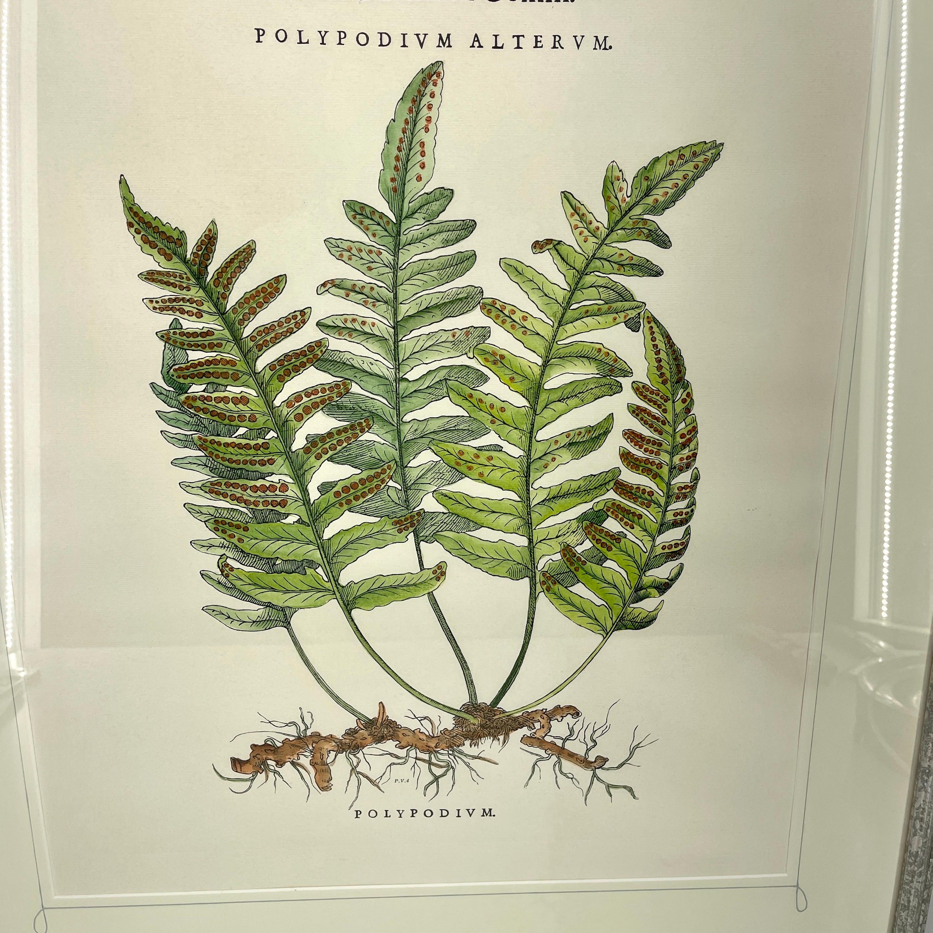 Pair Italian of Hand-Colored Botanical Fern Prints Silver Leaf Frames In Good Condition For Sale In Haddonfield, NJ