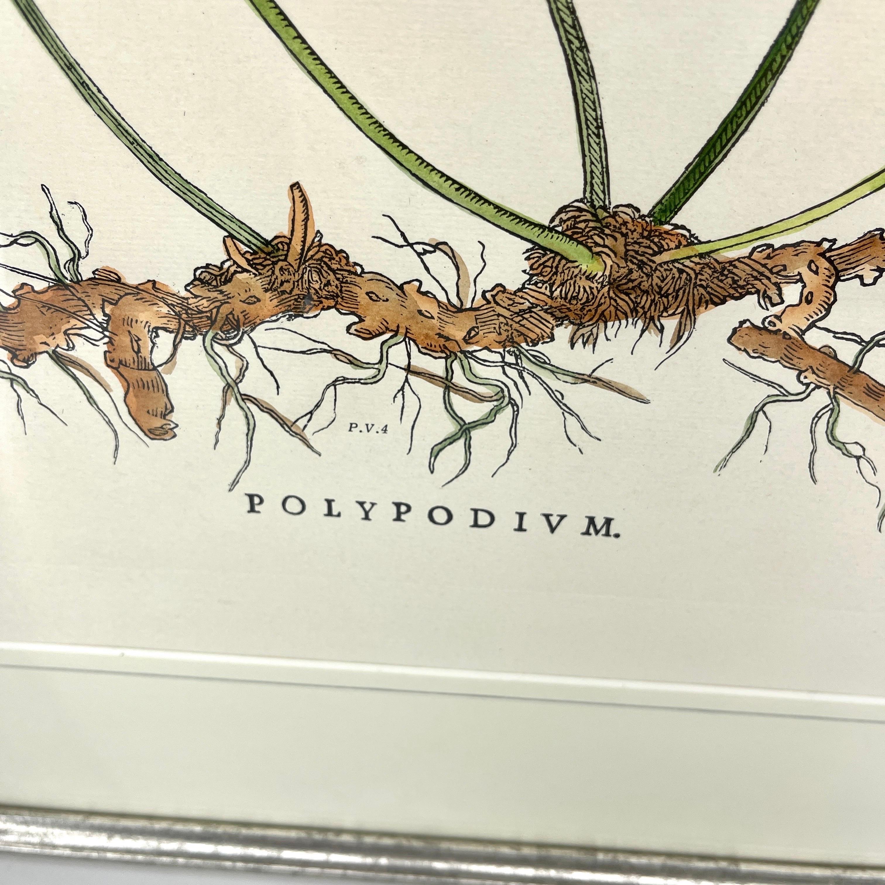 20th Century Pair Italian of Hand-Colored Botanical Fern Prints Silver Leaf Frames For Sale