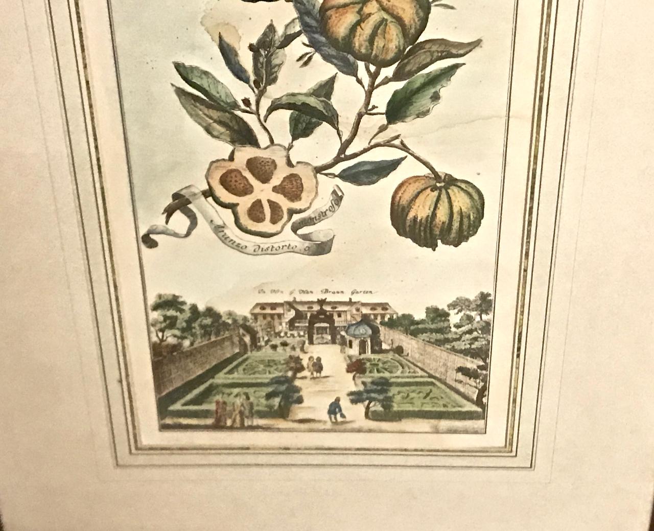 German Pair of J. C. Volkamer Hand-Colored Botanical Engravings, circa 1708