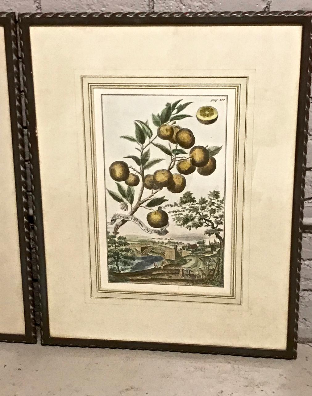 Pair of J. C. Volkamer Hand-Colored Botanical Engravings, circa 1708 In Fair Condition In Pasadena, CA