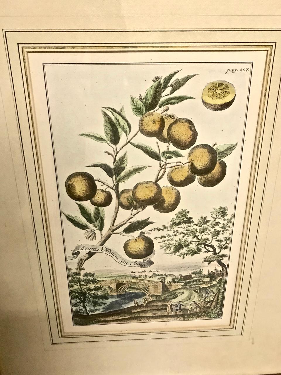 18th Century Pair of J. C. Volkamer Hand-Colored Botanical Engravings, circa 1708