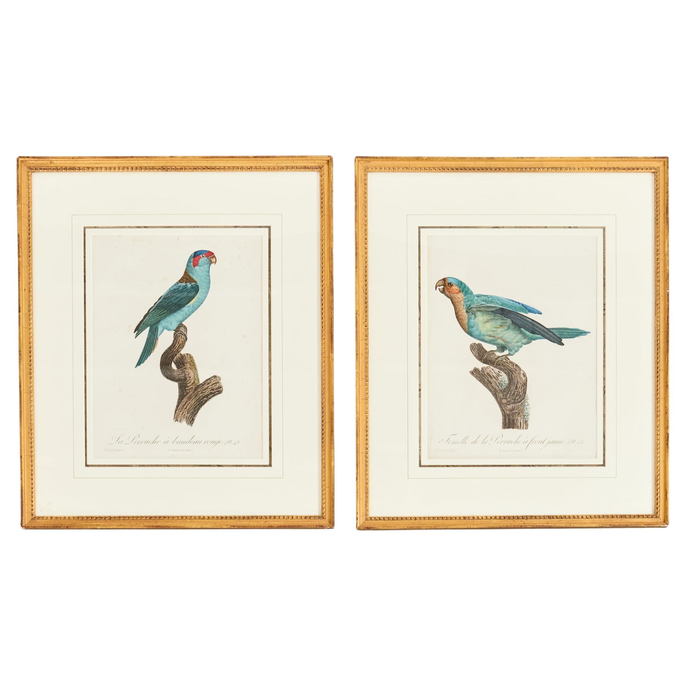 Paire de gravures ornithologiques peintes à la main par Jacques Barraband