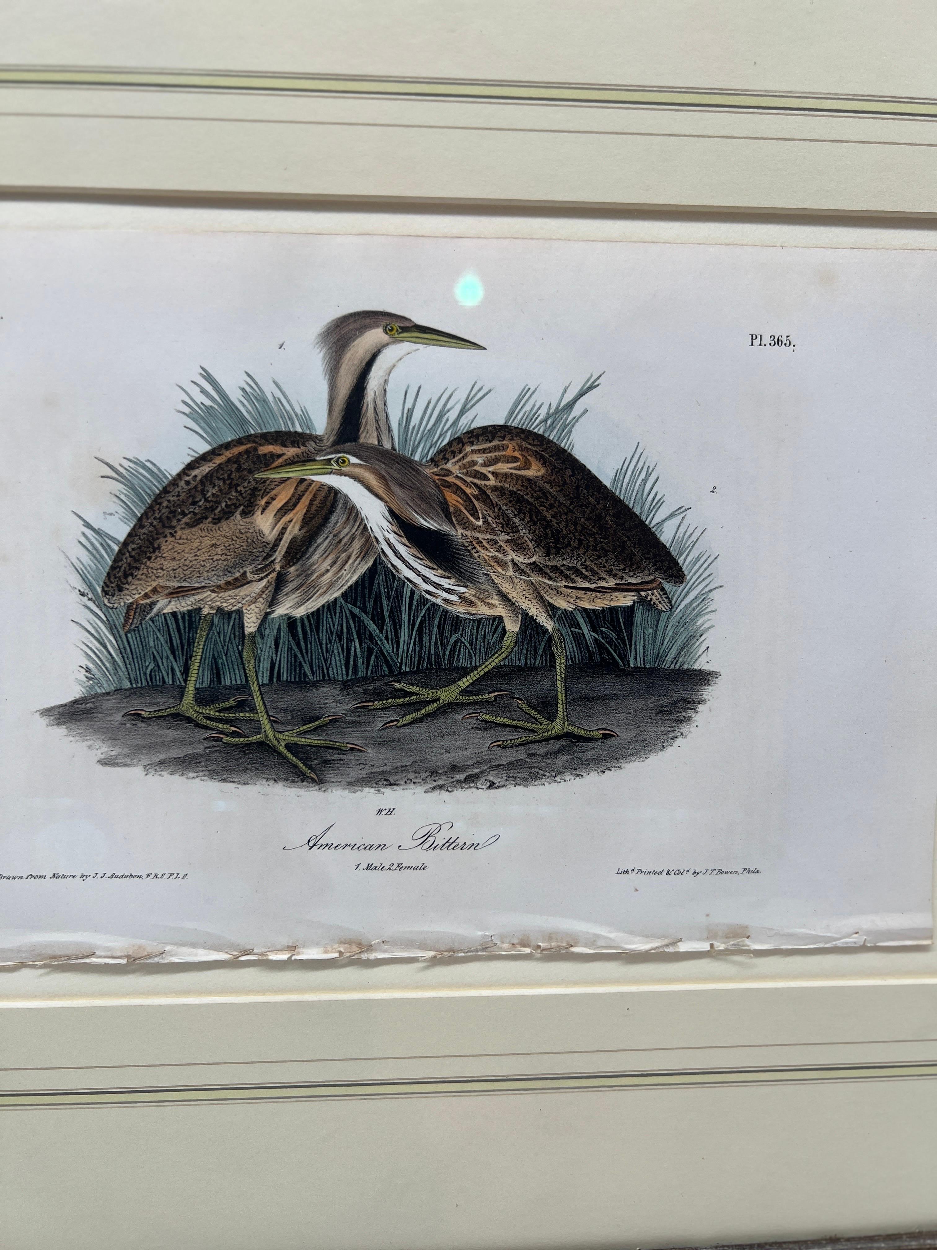 Pair, J.J. Audubon „Least Bittern“ & „American Bittern“ Ornithologicals (Papier) im Angebot